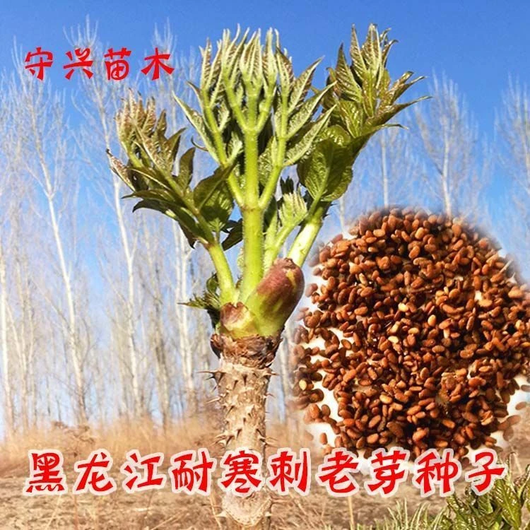 刺老芽种子刺嫩芽种子刺脑包种子刺龙芽种子刺老包种子