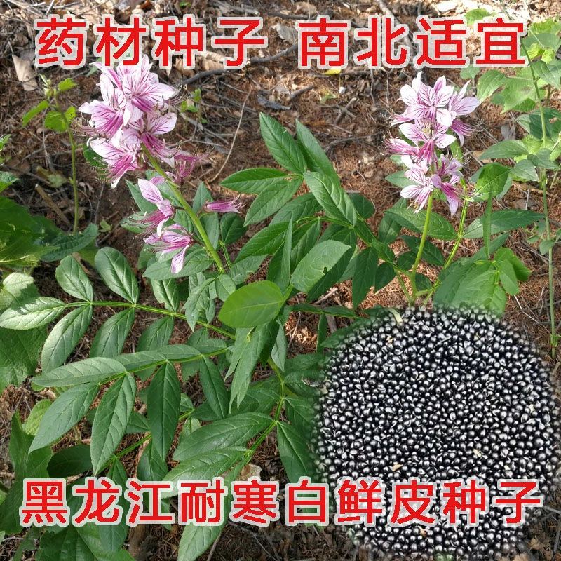 东北可过冬白鲜皮种子八股牛山牡丹羊种子白鲜皮籽春秋播种