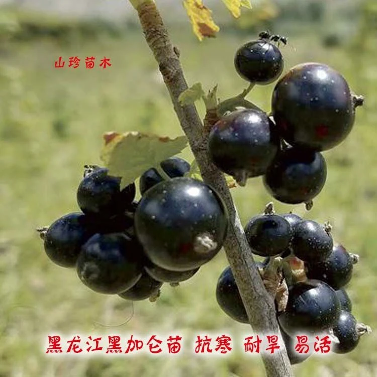 可过冬结果苗黑龙江黑加仑树苗黑加仑苗盆栽地栽结果苗