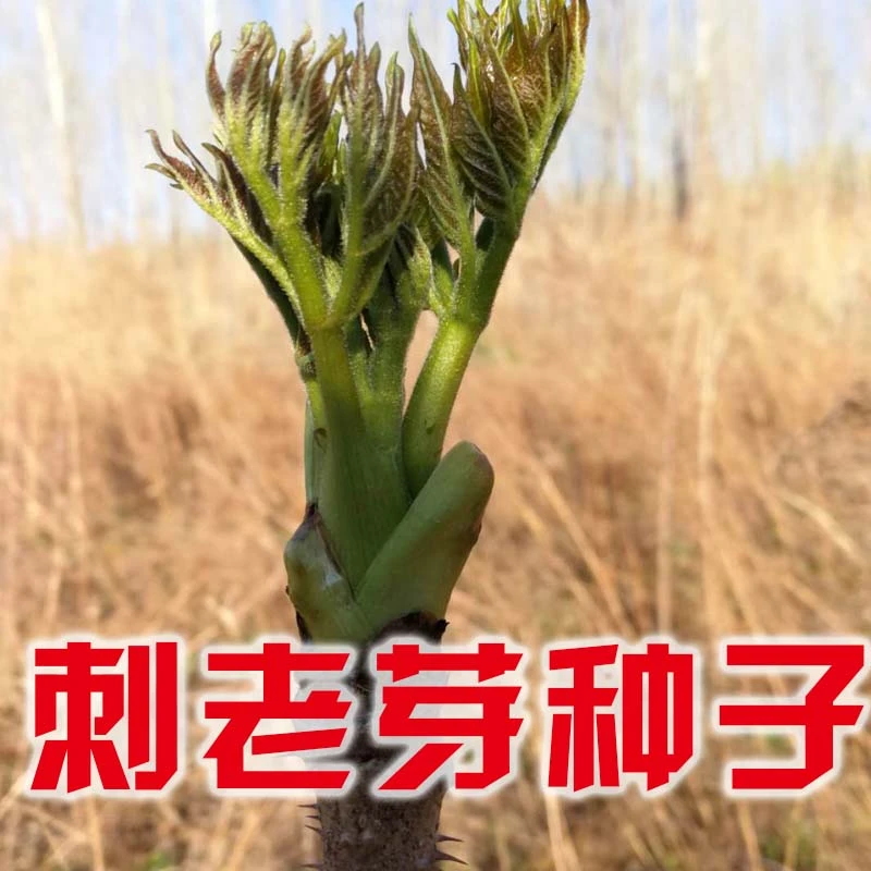 黑龙江刺老芽种子刺嫩芽种子刺老包种子刺包芽种子刺龙芽种子