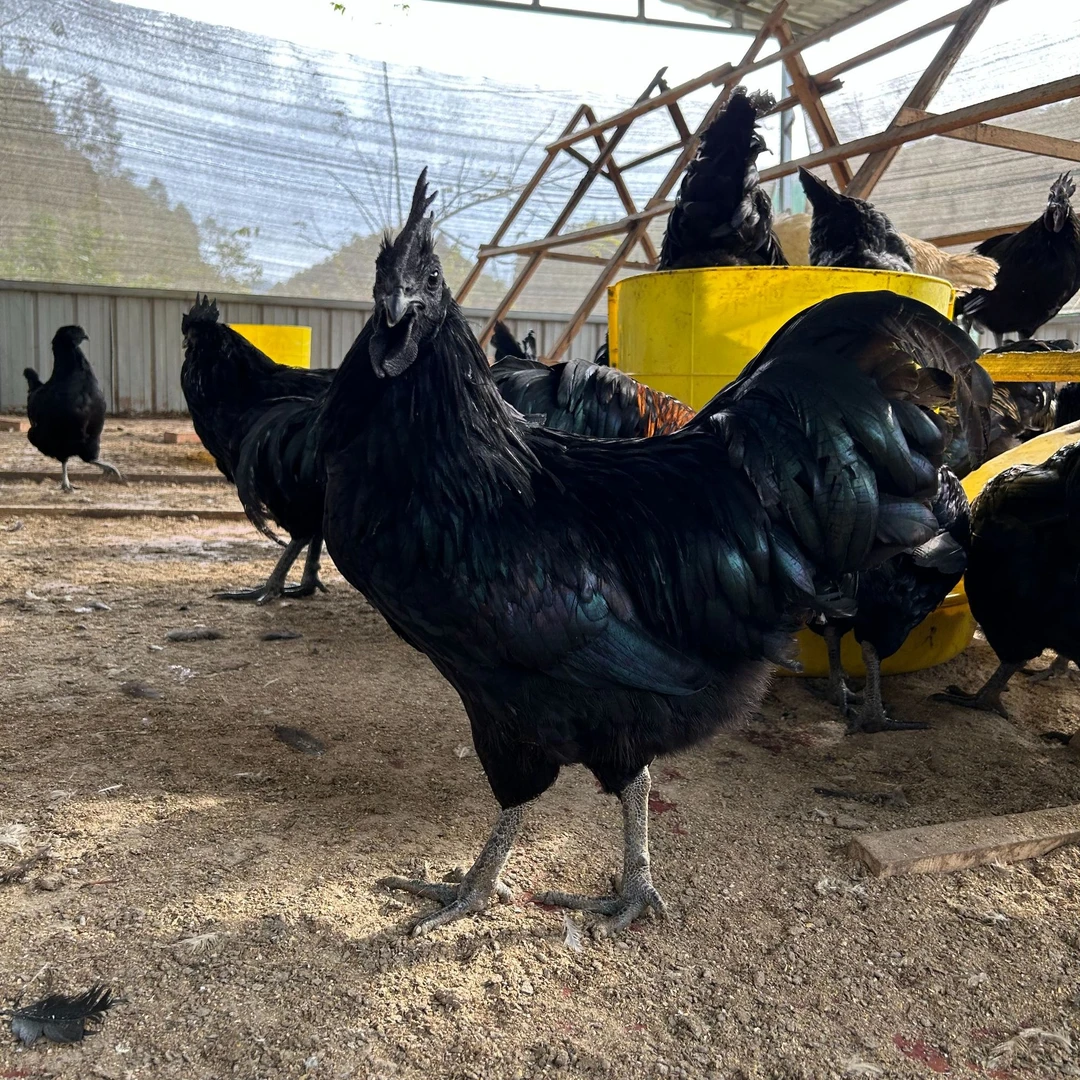 (圆梦专用)乌鸡改价链接,一鸡一拍