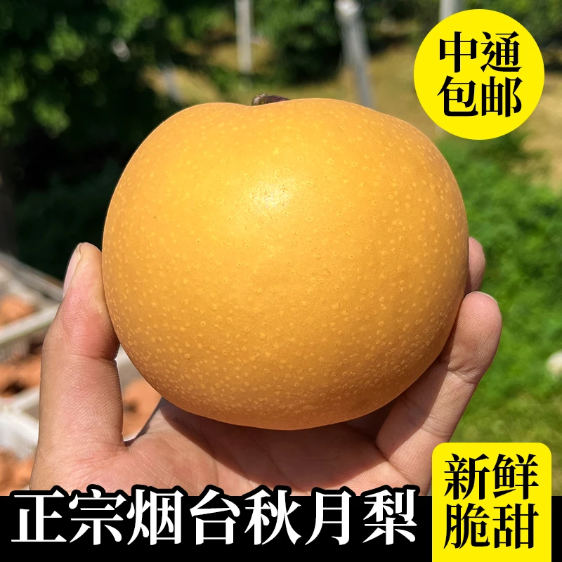 烟台莱阳正宗秋月梨新鲜现摘脆甜多汁当季水果中秋礼盒