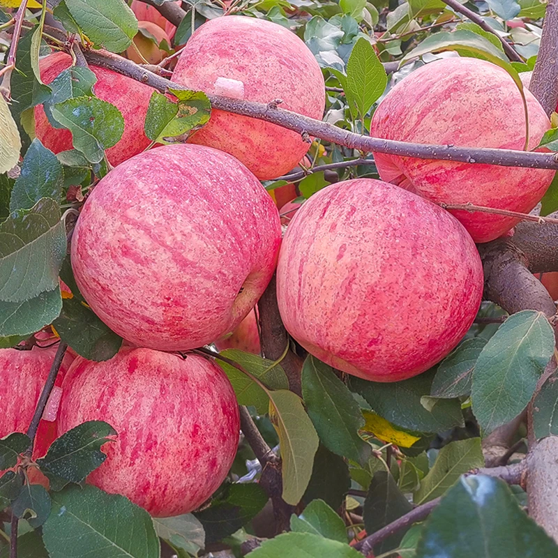 烟台红富士苹果带箱5斤包邮