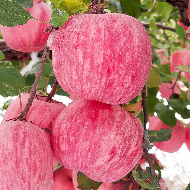 烟台红富士苹果4.5-8.5斤中通包邮