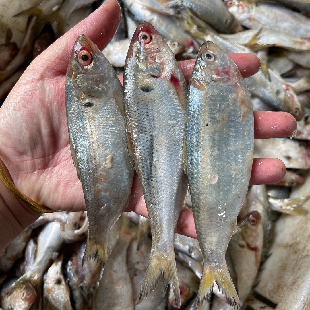 大连野生大号海鲫鱼4斤，适合煎炸吃刺多速冻发货