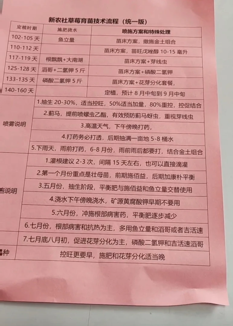 草莓育苗流程介绍并赠送一次方案（2桶水）