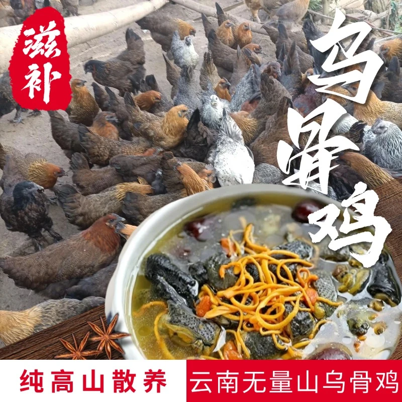 云南正宗散养饲养乌骨土鸡新鲜现杀现发本地无量山乌骨鸡2斤起售