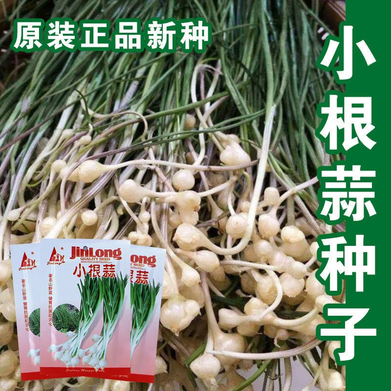 高产野生小根蒜野葱种子薤白种子 耐热抗寒 四季蔬菜种子阳台盆栽
