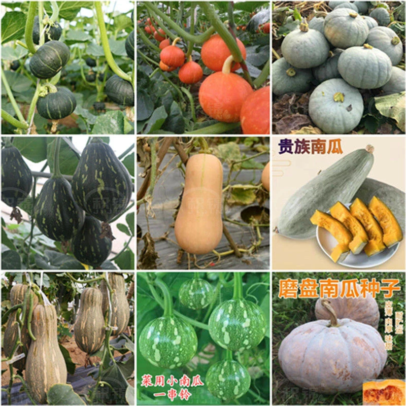 南瓜种子大全庭院菜园甘面耐贮贝贝板栗贵族香芋蜜本早嫩南瓜种籽