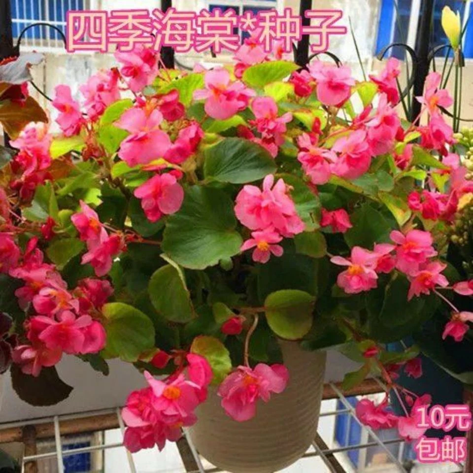 四季海棠花种子玻璃海棠盆栽易种花籽 四季播种垂掉海棠花草种子