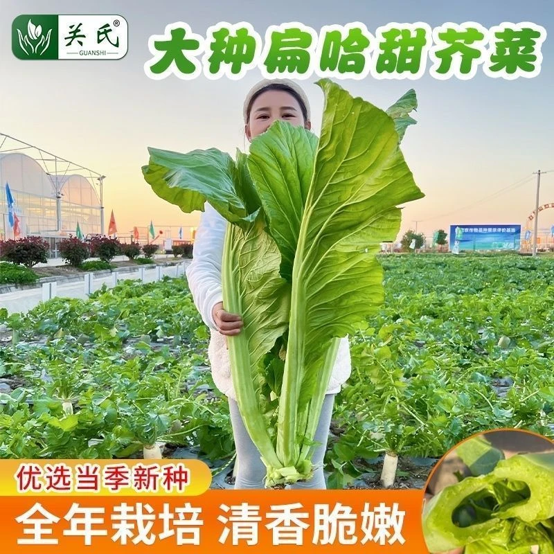 大种扁哈甜芥菜种子大芥菜种籽秋冬四季芥菜大田农家酸菜蔬菜种子
