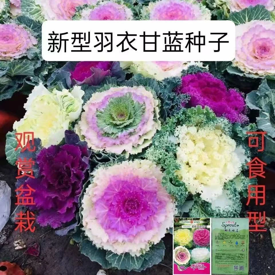 稀有羽衣甘蓝蔬菜种子营养丰富红色混色可食用可观赏有机蔬菜种籽