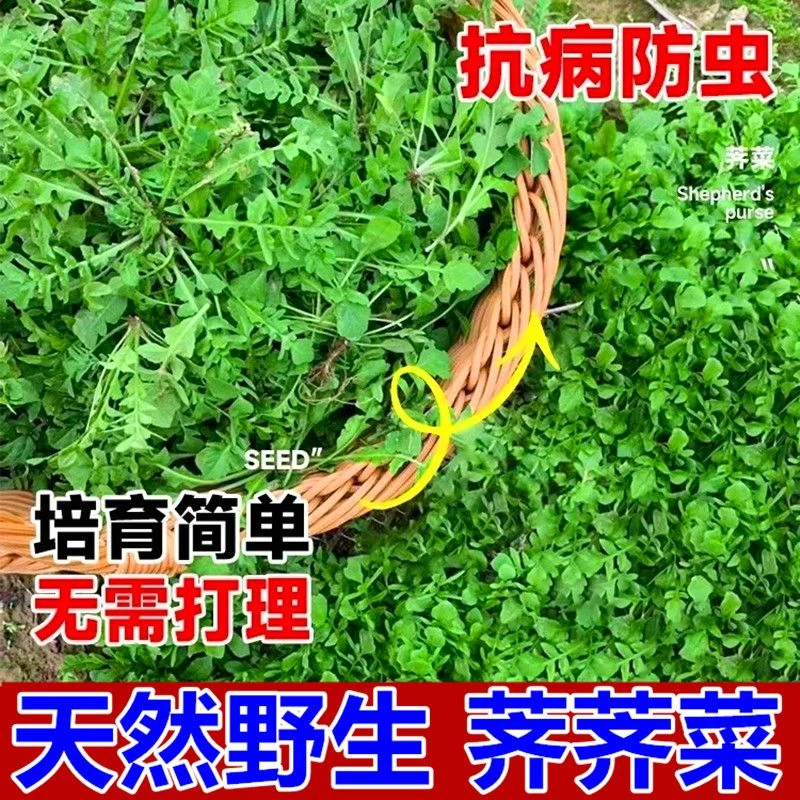 【今年新种】荠菜种子野生荠荠菜大叶季莱野荠菜阳台盆栽蔬菜种籽