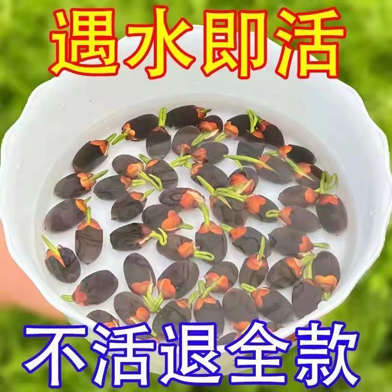 【7天发芽】碗莲种四季开花水培水养绿植睡莲荷花无土盆栽花卉