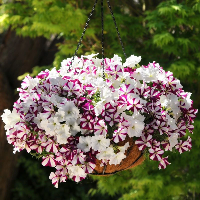 矮牵牛花种子阳台盆栽垂吊矮牵牛重瓣多色牵牛花种籽秋季播种花籽