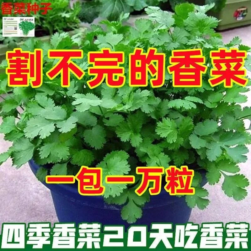 四季小香菜种子阳台室内花卉盆栽庭院蔬菜种子四季种植香菜籽种子