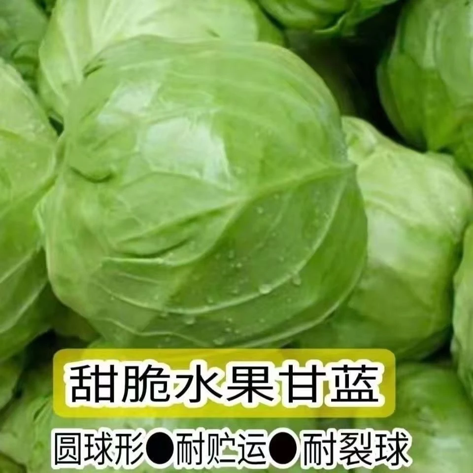 甜脆水果甘蓝种子卷心菜包菜莲花白种子春夏秋播高产耐寒蔬菜种子