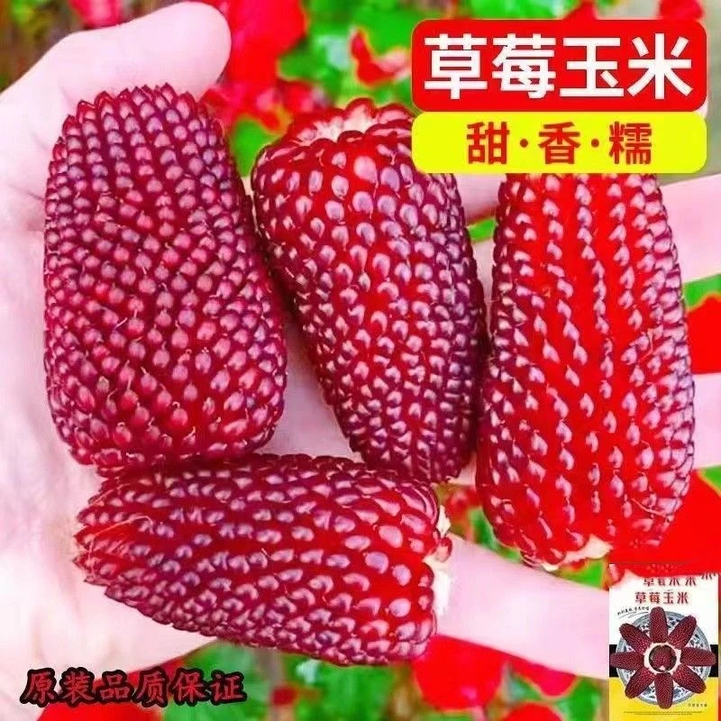 草莓玉米种子 可以生吃的水果玉米种子 高产玉米种子甜糯四季播种