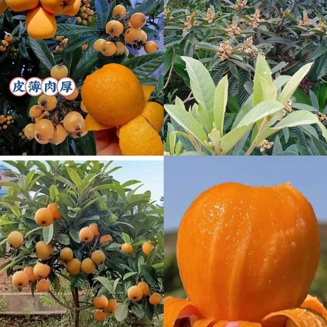 枇杷果树苗  肉厚小核  爆汁甜度高  南北方都合适种植 易管理