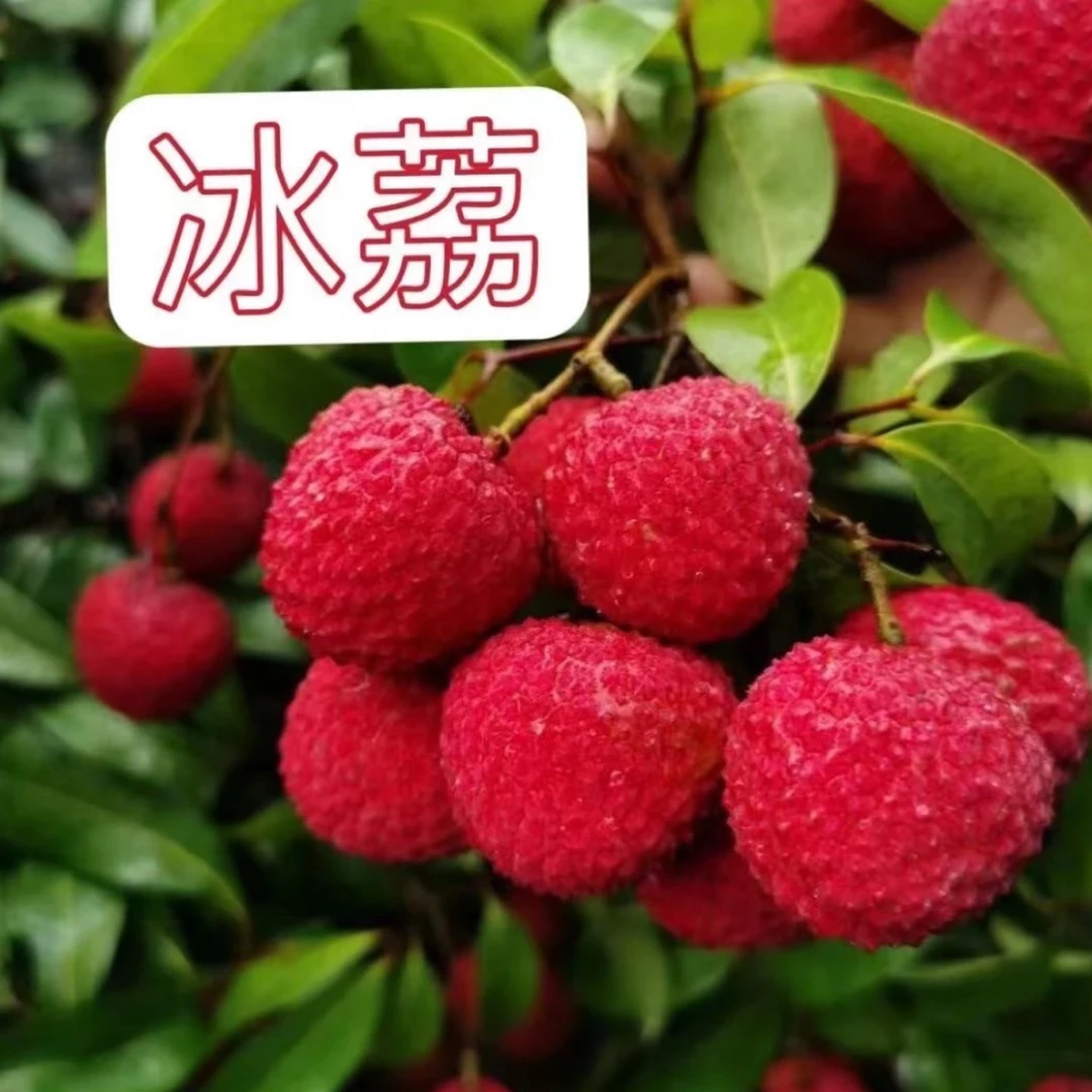 新品种 冰荔荔枝苗 嫁接苗 带土球发货 好种植