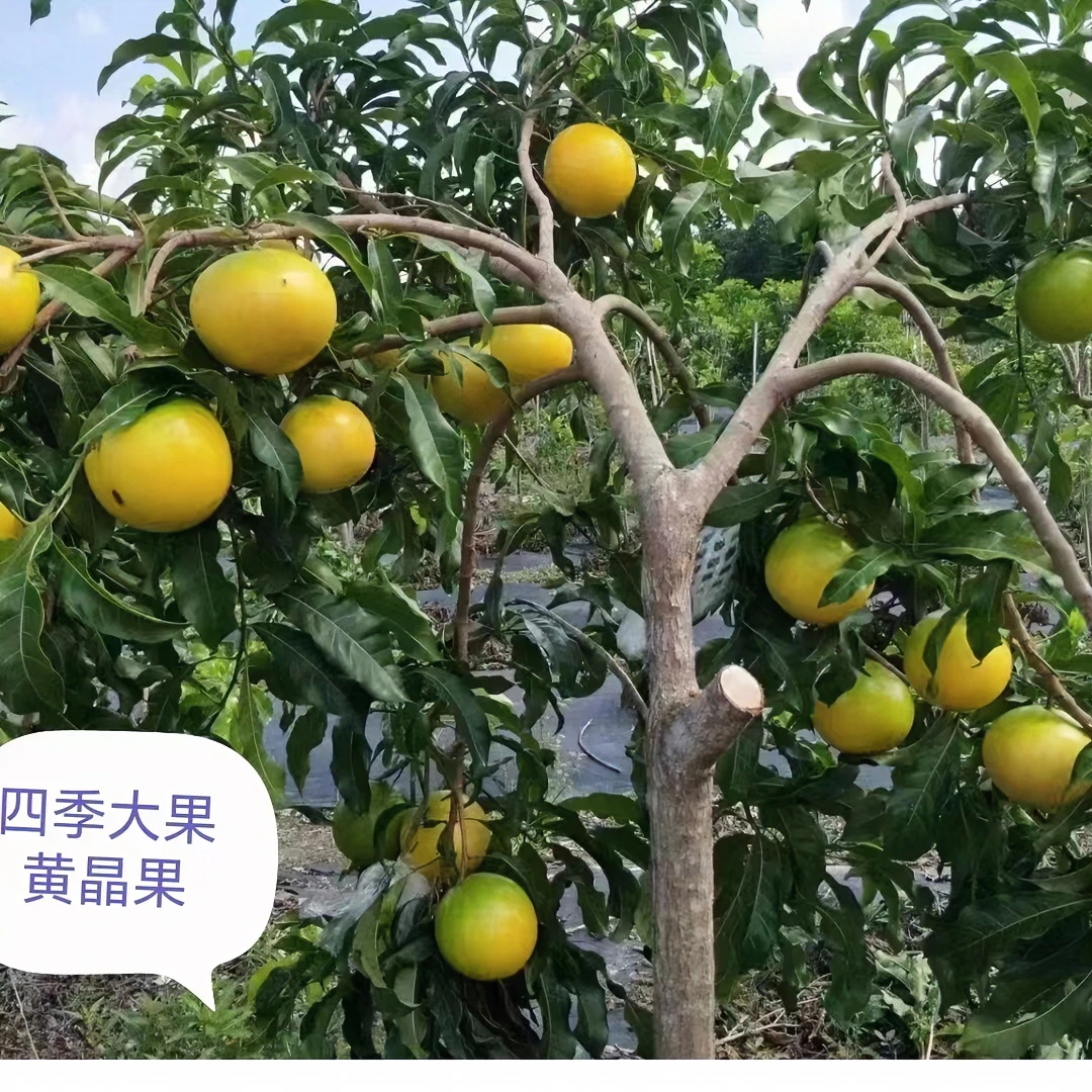 黄晶果嫁接树苗 黄宝石黄晶六号丰产王8号金大王四季结果盆栽地栽