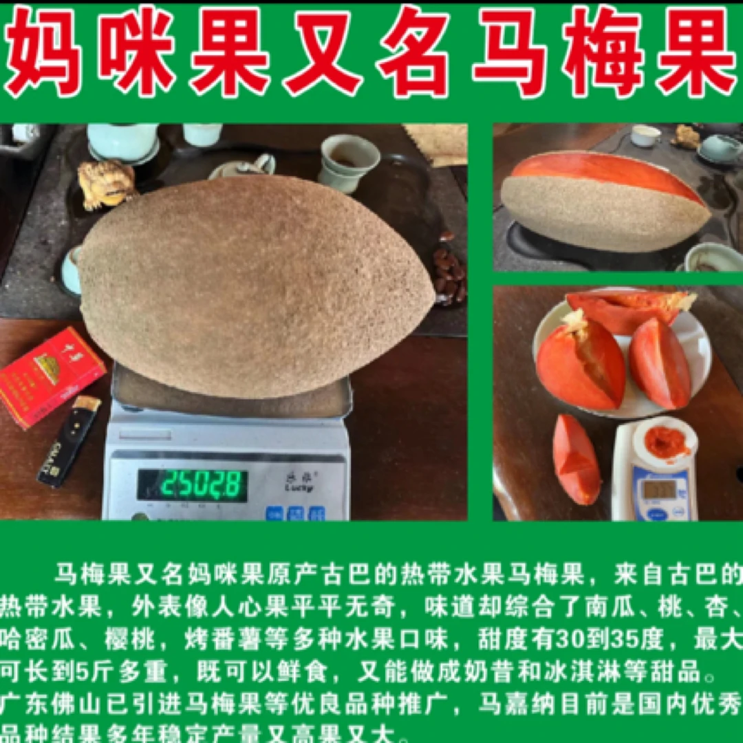 妈咪果树苗靠接苗带土带叶发货