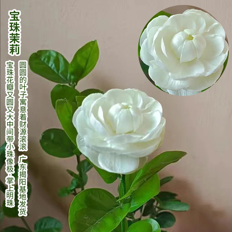 宝珠茉莉 超重瓣圆叶茉莉花盆栽四季浓香花卉 虎头茉莉宝珠小荷花