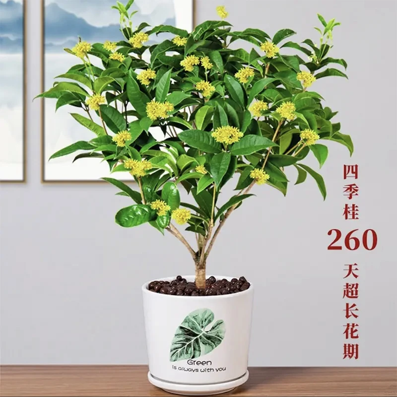 原生四季桂花树苗盆栽植物四季开花室内外庭院阳台浓香型木本花卉