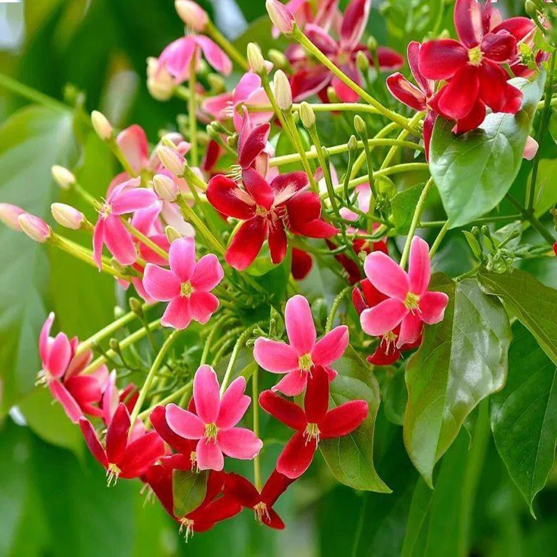 使君子爬藤植物花苗盆栽室外庭院花卉围栏围墙攀援水君子开花浓香