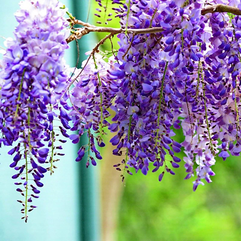 国藤丰花普罗旺斯吊兰苗爬藤植物盆栽地址围墙花卉绿植玛格丽特