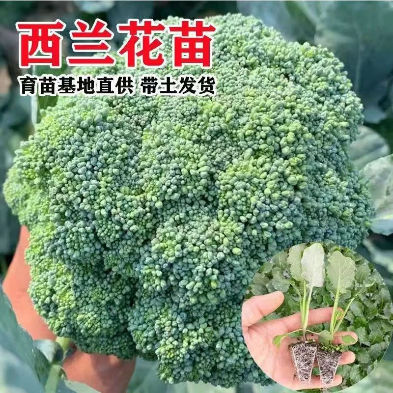 优质西兰花苗新鲜秧苗盆栽地栽高产西兰花秧苗亲子互动健康绿色苗