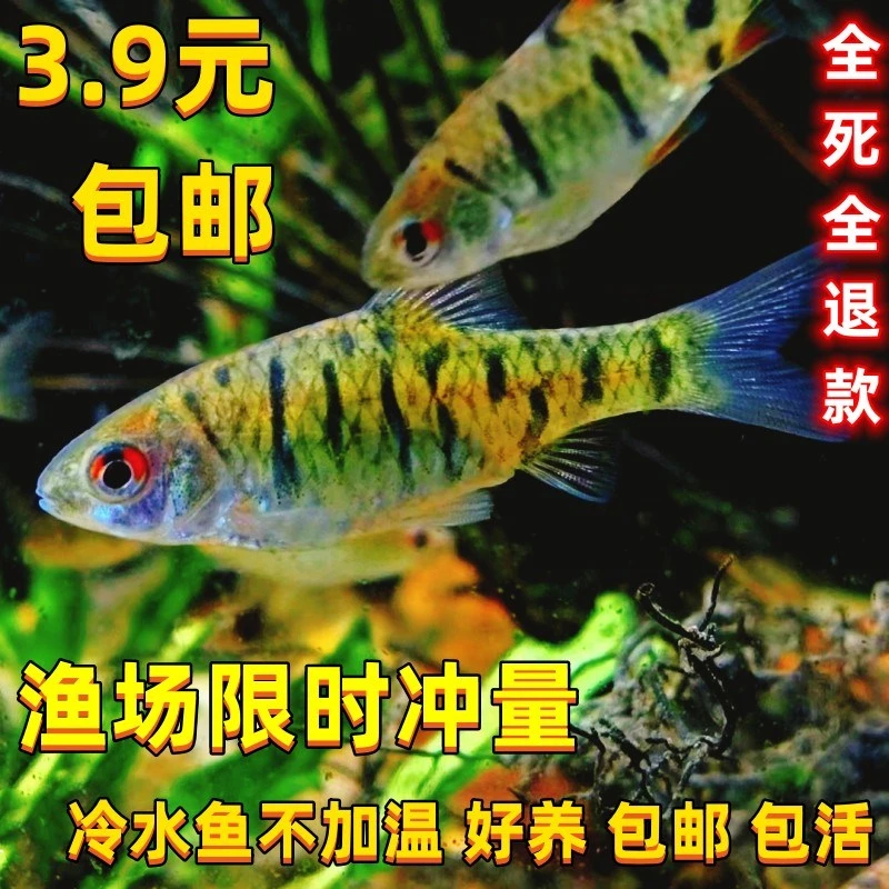 条纹小鲃冷水群游溪流原生鱼好养耐活观赏金鱼草缸清洁鱼二须小鲃
