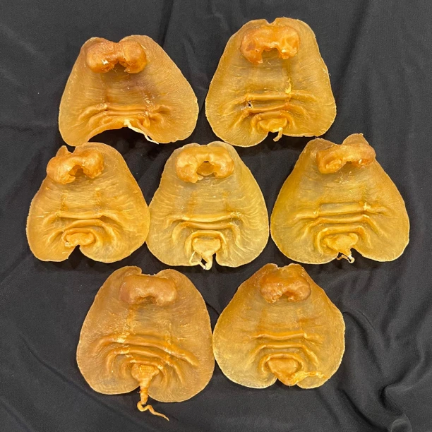 福运源优选鱼胶 广东汕头鱼胶 直播鱼胶活动专属链接1-500g