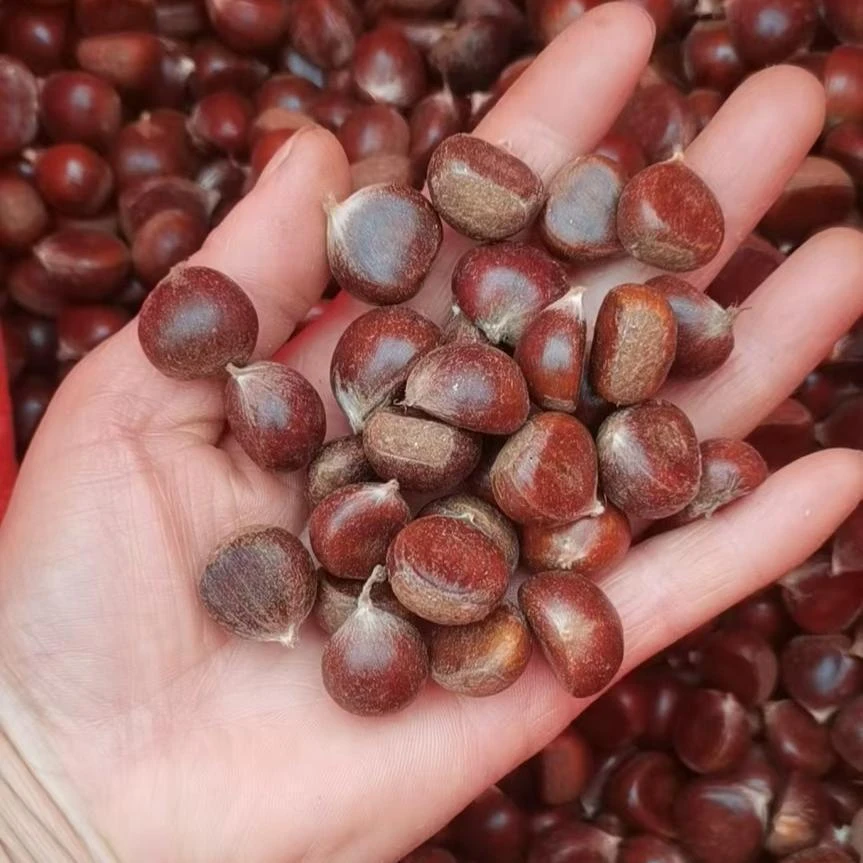 野生小板栗燕山农家当季野生带壳新鲜小毛栗小颗粒板栗批发小油栗
