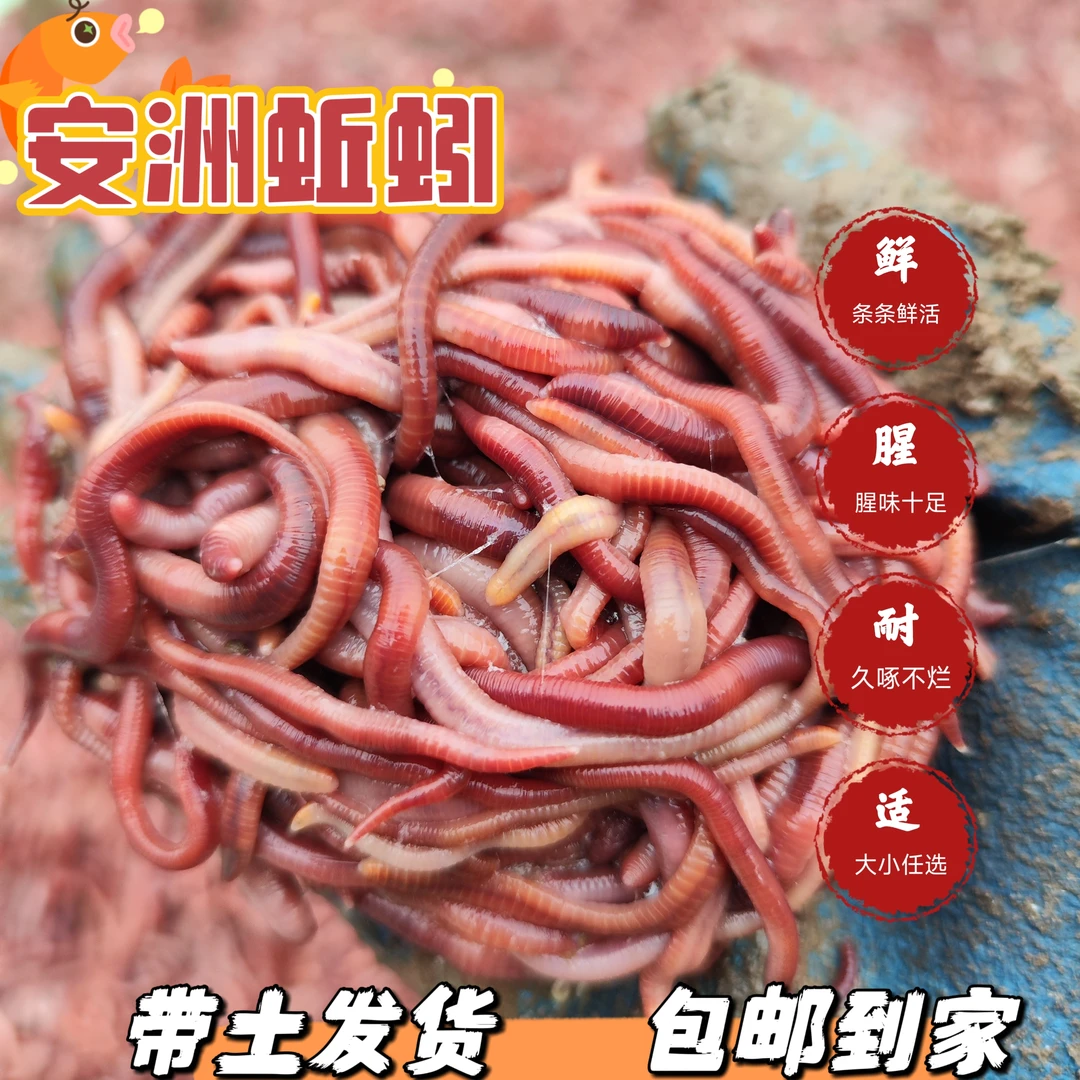 安洲蚯蚓垂钓活饵牛粪红蚯蚓大蚯蚓野钓万能饵料