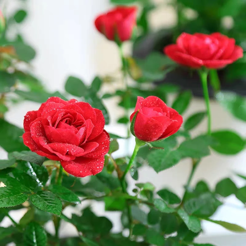 钻石玫瑰四季开花好养室内花卉微型小玫瑰月季带花苞盆栽玫瑰阳台