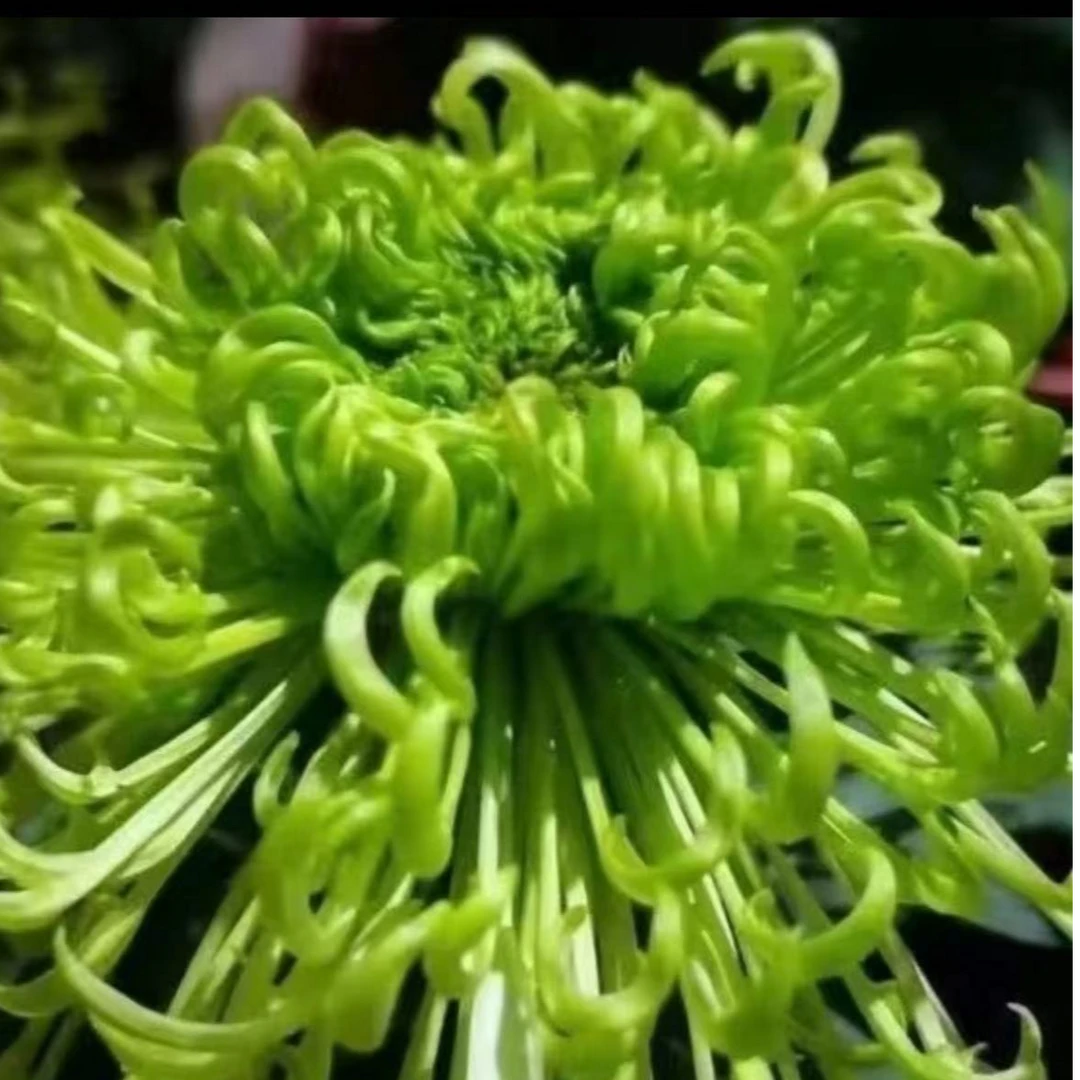 【绿千丝】大菊花盆栽带花苞发货新款秋菊耐寒阳台室外多年生菊花