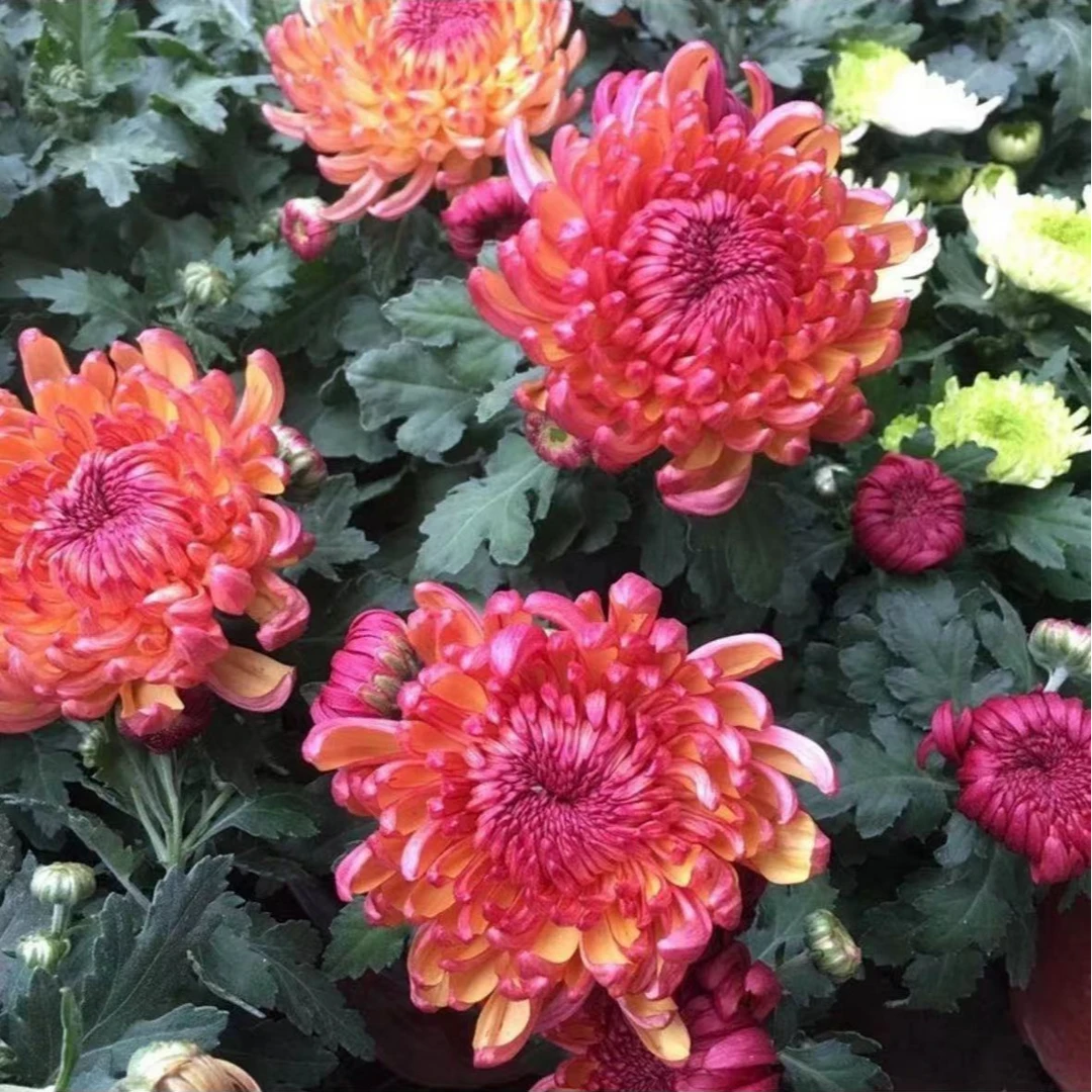 【变色菊】大菊花盆栽带花苞发货新款秋菊耐寒阳台室外多年生菊花