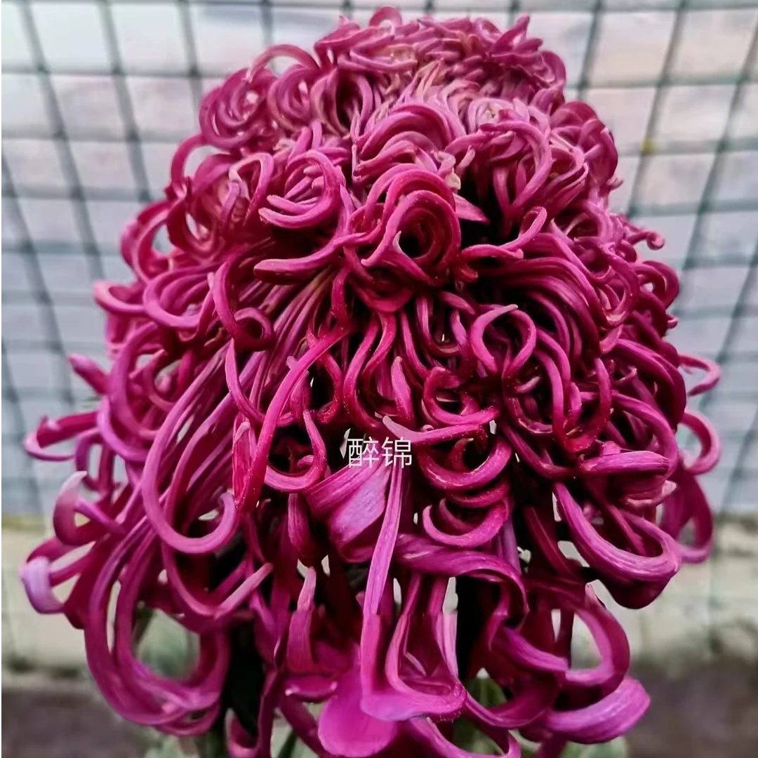 【醉锦】九月菊大花系列盆栽大花易存活品种特色绿植花卉