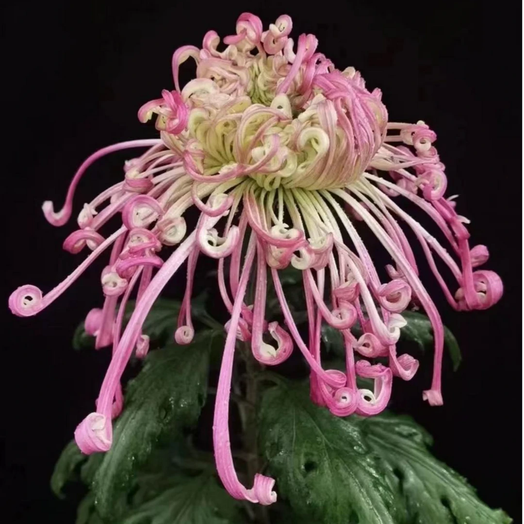 【沽水流霞】大菊花盆栽带花苞发货新款秋菊耐寒阳台室外多年生菊花
