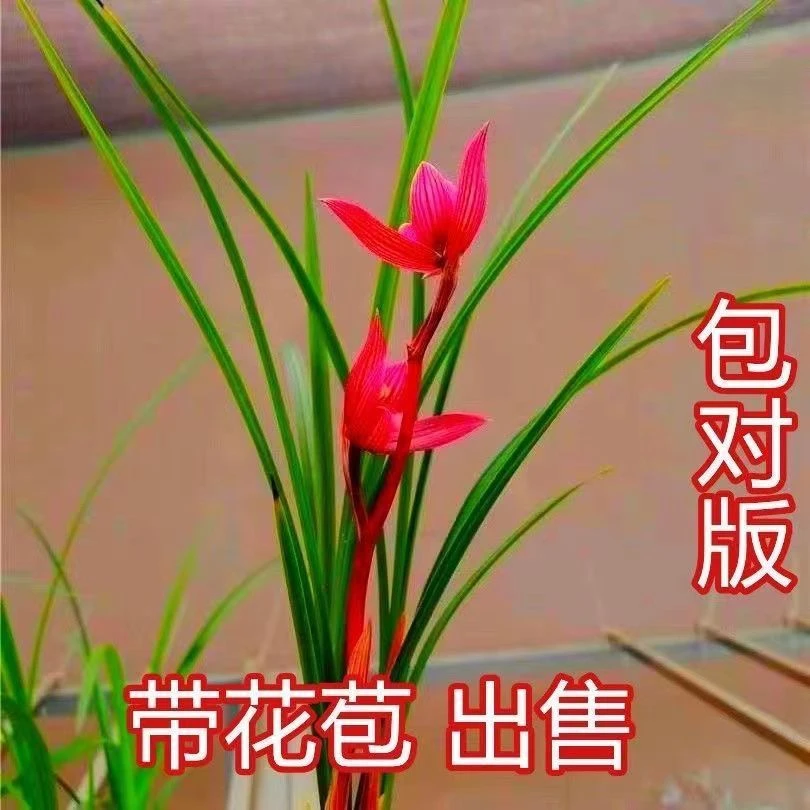 带花苞兰花苗正品细叶兰花【红颜】开花浓香型室内外好养花卉绿植