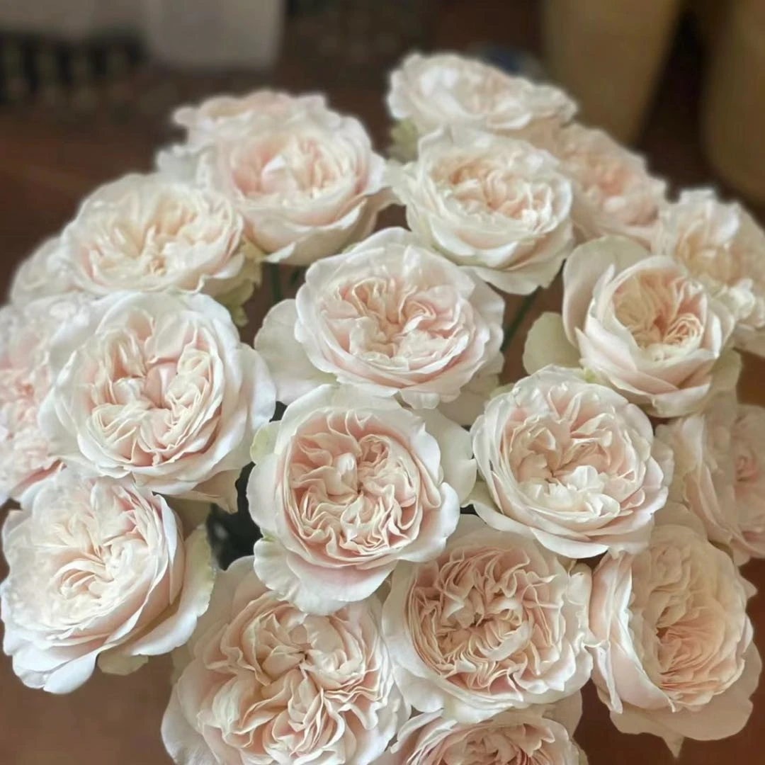 【奶茶玫瑰】 一单也包邮 任意满2单升级冷链或空运 送保鲜剂 鲜花