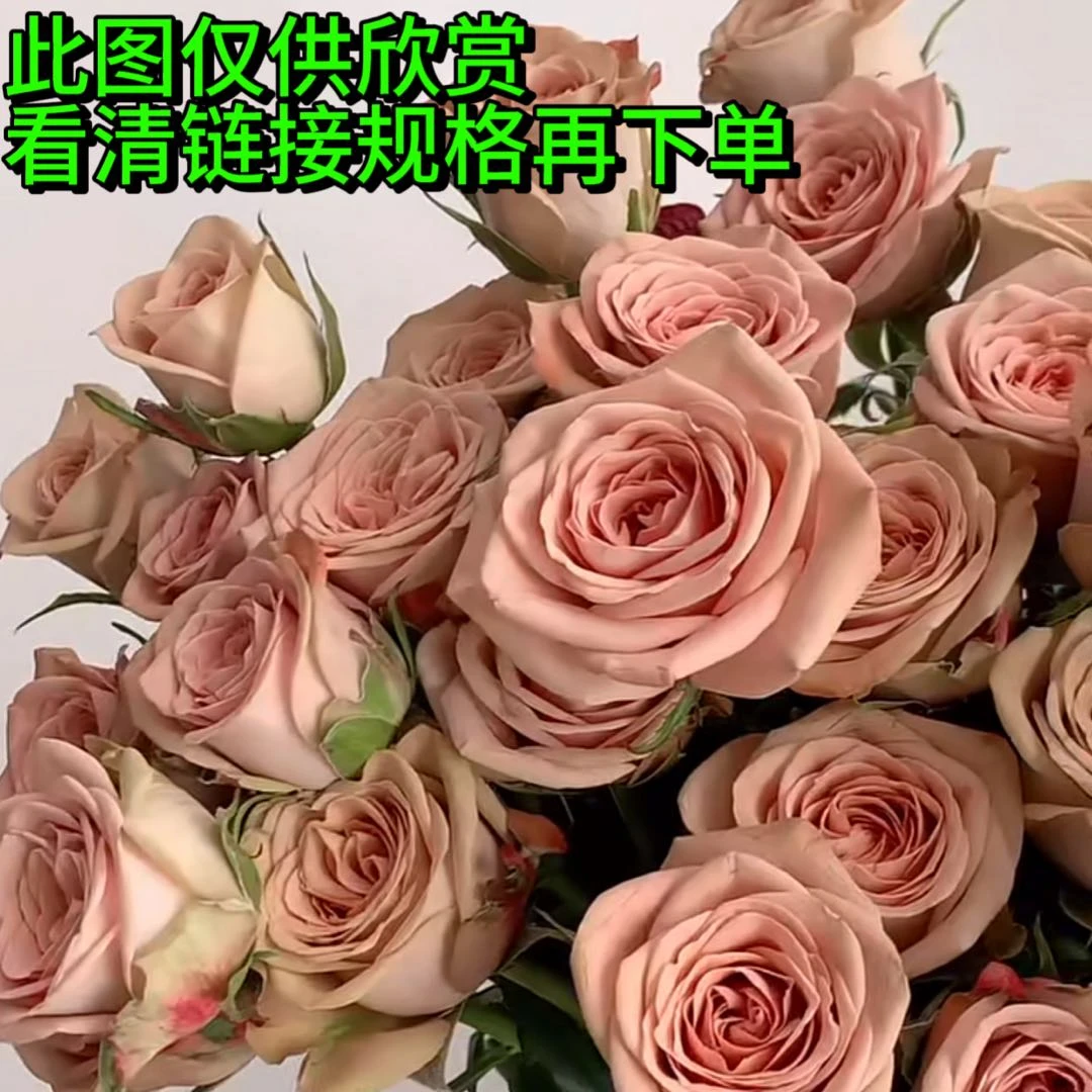 【卡布奇诺玫瑰】鲜花任意2单以上包邮升级空运或冷链 云南鲜花