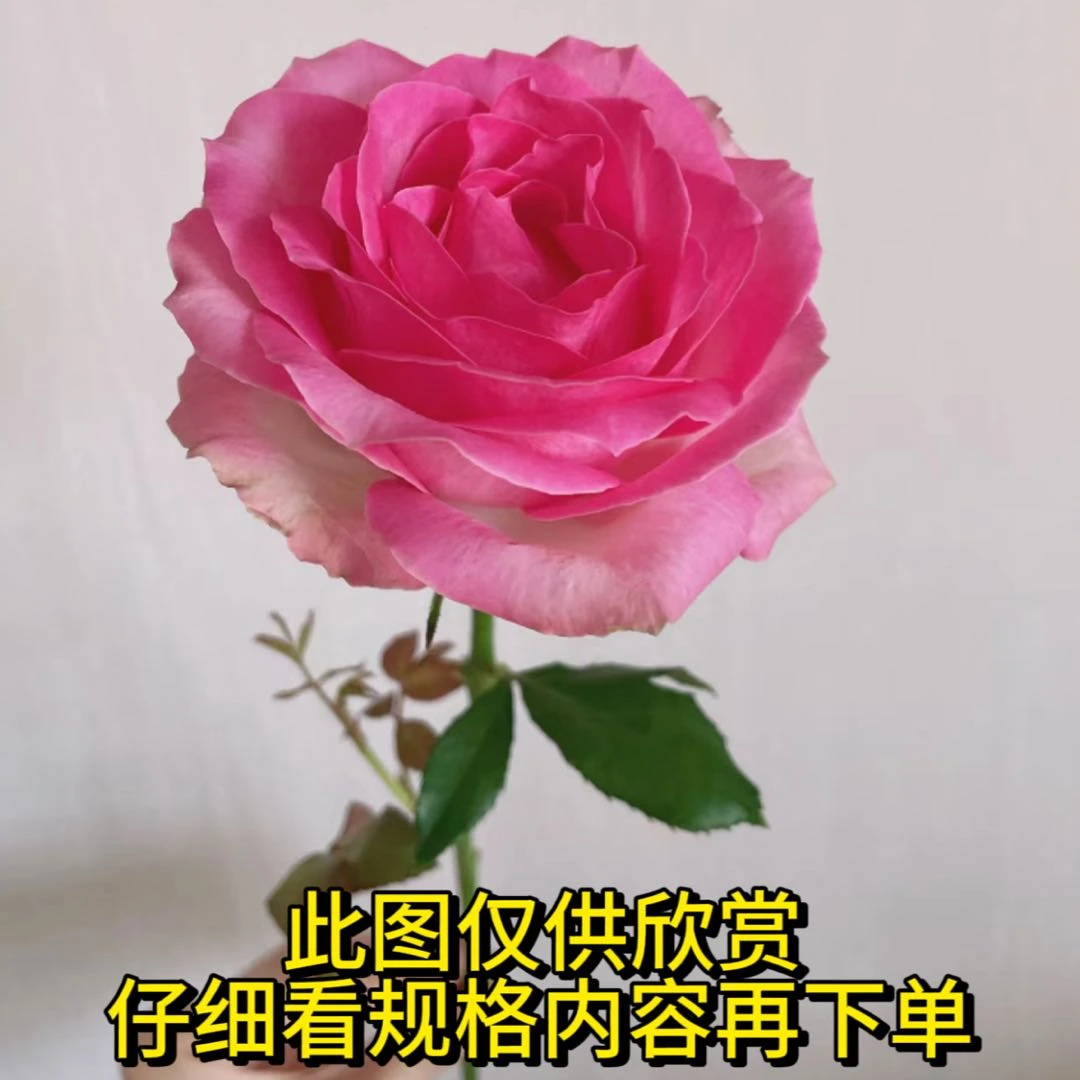 【苏醒玫瑰】 一单也包邮 任意满2单升级冷链或空运 送保鲜剂 鲜花