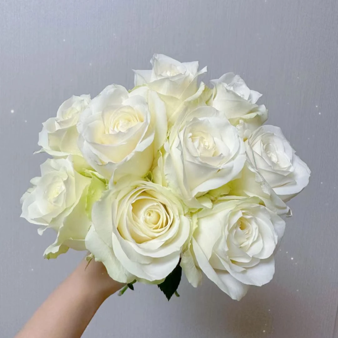 【白雪山玫瑰】一单也包邮 鲜花任意2单以上升级空运或冷链 鲜花