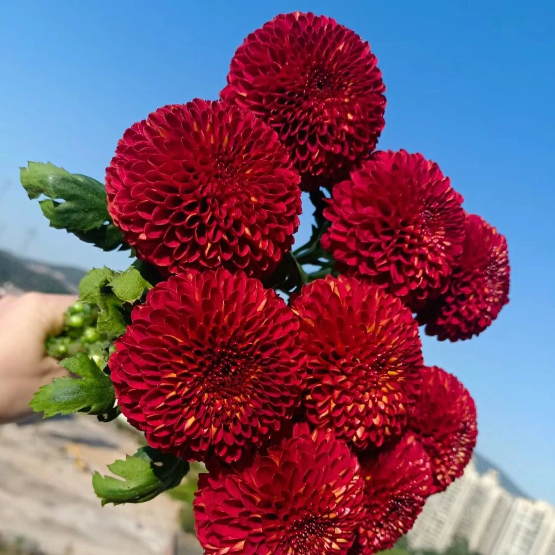 【红色乒乓菊】鲜花任意2单以上包邮升级空运或冷链 云南鲜花