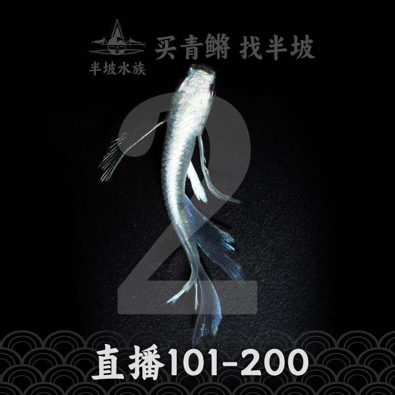 观背青鳉鱼 直播101-200 不需要加温和过滤的微小型冷水观赏鱼
