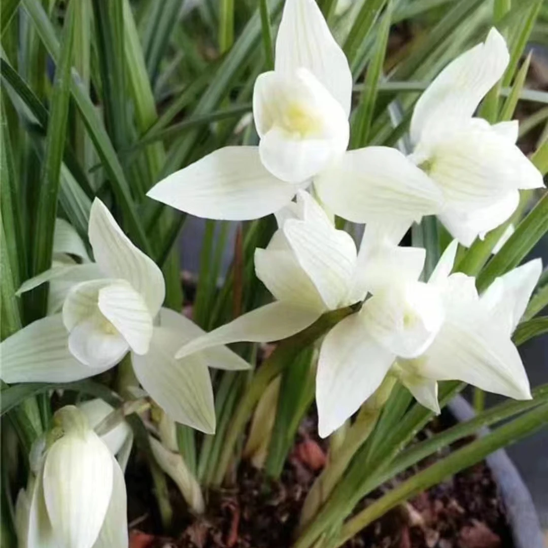 莲瓣兰如意素浓香型花卉绿植