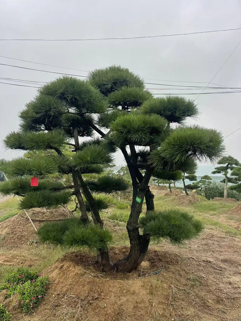 庭院别墅造型黑松，景观松，四季常青，一物一拍，