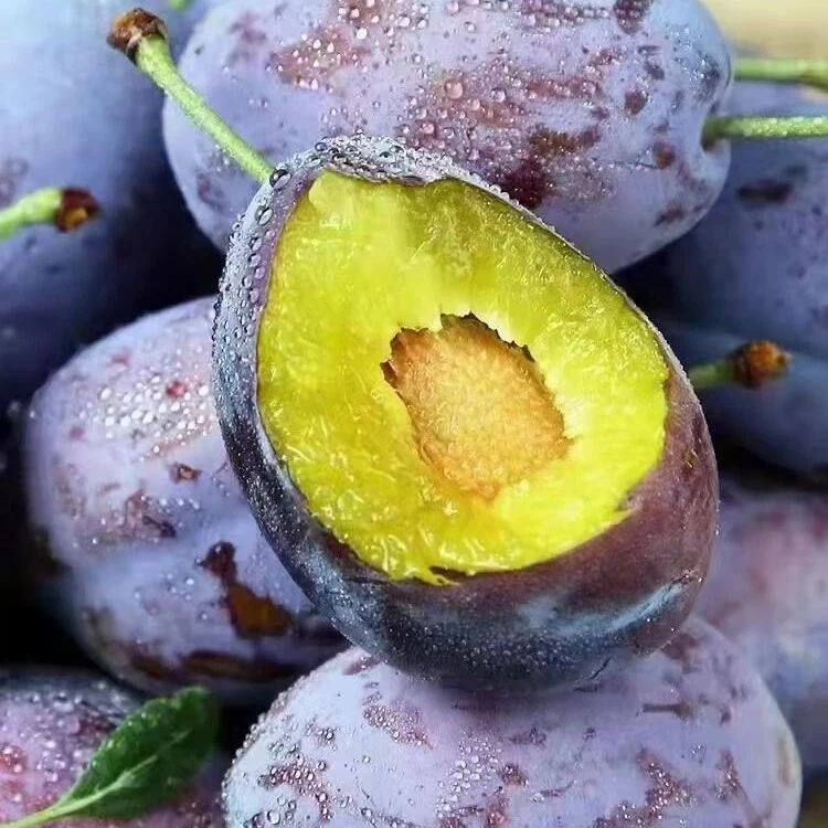 现摘5斤西梅好吃甜高山蓝蜜西梅1/3/5斤